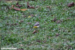 Motacilla cinerea