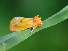 Cirrhophanus dubifer