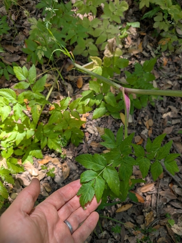 California angelica (Angelica californica)