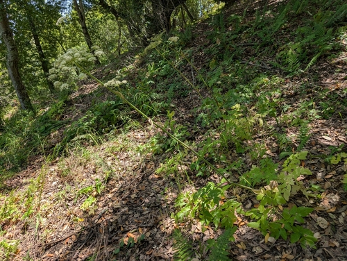Angelica californica, photograph 3