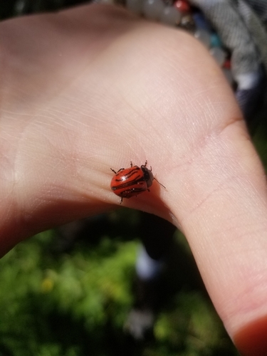 iNaturalist observation photo of Calligrapher Beetles