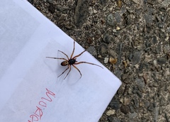 Steatoda nobilis