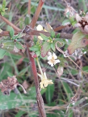 Lonicera