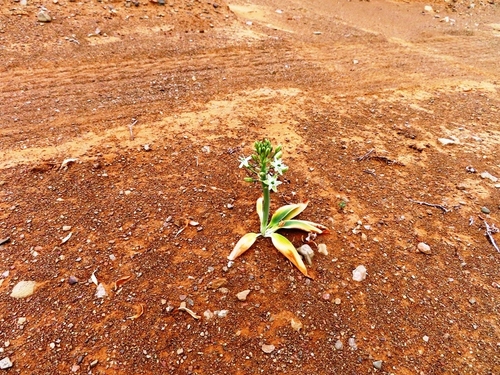 Image of Ornithogalum tanquanum by (c) linkie, some rights reserved (CC BY)