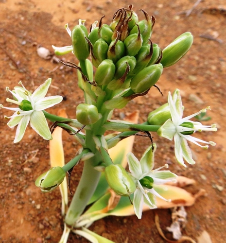 Image of Ornithogalum tanquanum by (c) linkie, some rights reserved (CC BY)