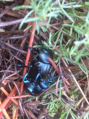 Timarcha tenebricosa