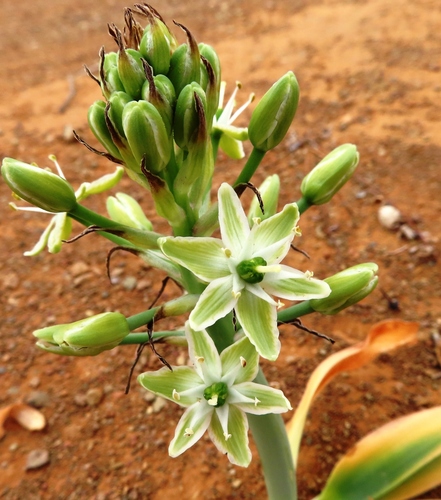 Tankwa Chink (Ornithogalum tanquanum)