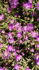 Drosanthemum