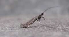 Caloptilia hypericella