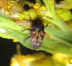 Glyptobaris lecontei