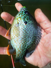 Lepomis gibbosus × cyanellus