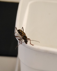 Chlorophorus annularis