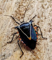 Ramosiana insignis