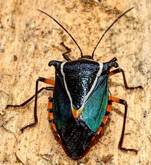 Ramosiana insignis