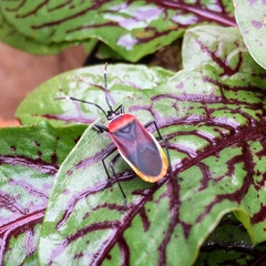 Dindymus versicolor