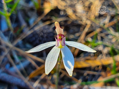 Caladenia saccharata