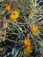 Banksia nobilis
