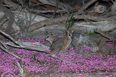 Notamacropus eugenii