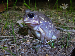 Western Spotted Frog photo 4
