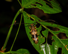 Sphallambyx superbum