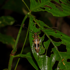 Sphallambyx superbum