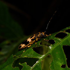 Sphallambyx superbum