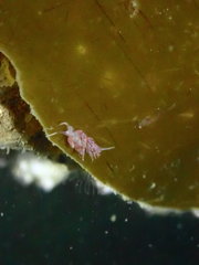 Facelina auriculata