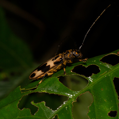 Sphallambyx superbum