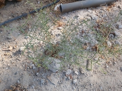Alhagi graecorum