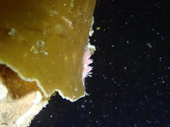 Facelina auriculata
