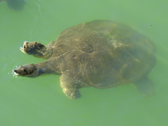 African Softshell Turtle photo 4