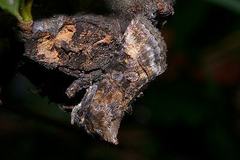 Abrostola abrostolina