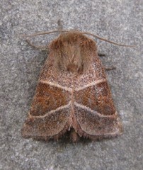 Lemmeria digitalis