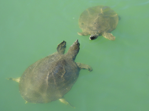 African Softshell Turtle
