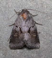 Oligia minuscula