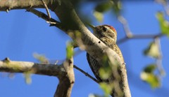 Dryobates spilogaster