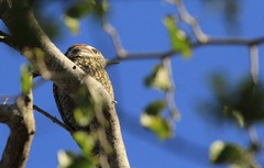 Dryobates spilogaster