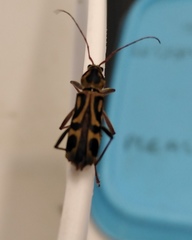 Chlorophorus annularis