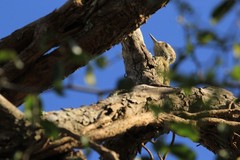 Dryobates spilogaster