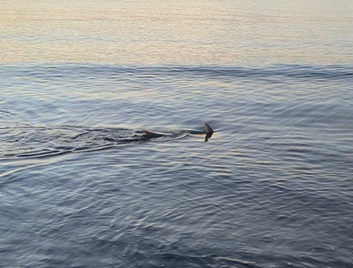 Great Hammerhead photographed in Georgia