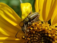 Ochraethes brevicornis