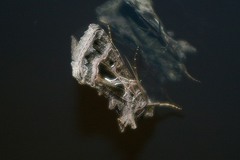 Thysanoplusia daubei