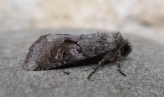 Oligia minuscula