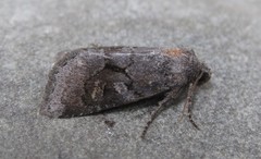 Oligia minuscula