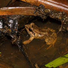 Leptodactylus leptodactyloides