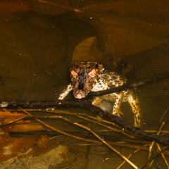 Paleosuchus trigonatus