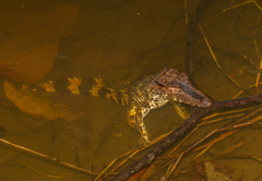 Paleosuchus trigonatus