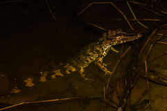 Paleosuchus trigonatus