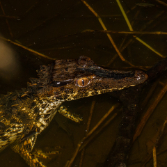 Paleosuchus trigonatus