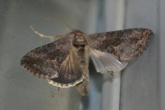 Ctenoplusia albostriata